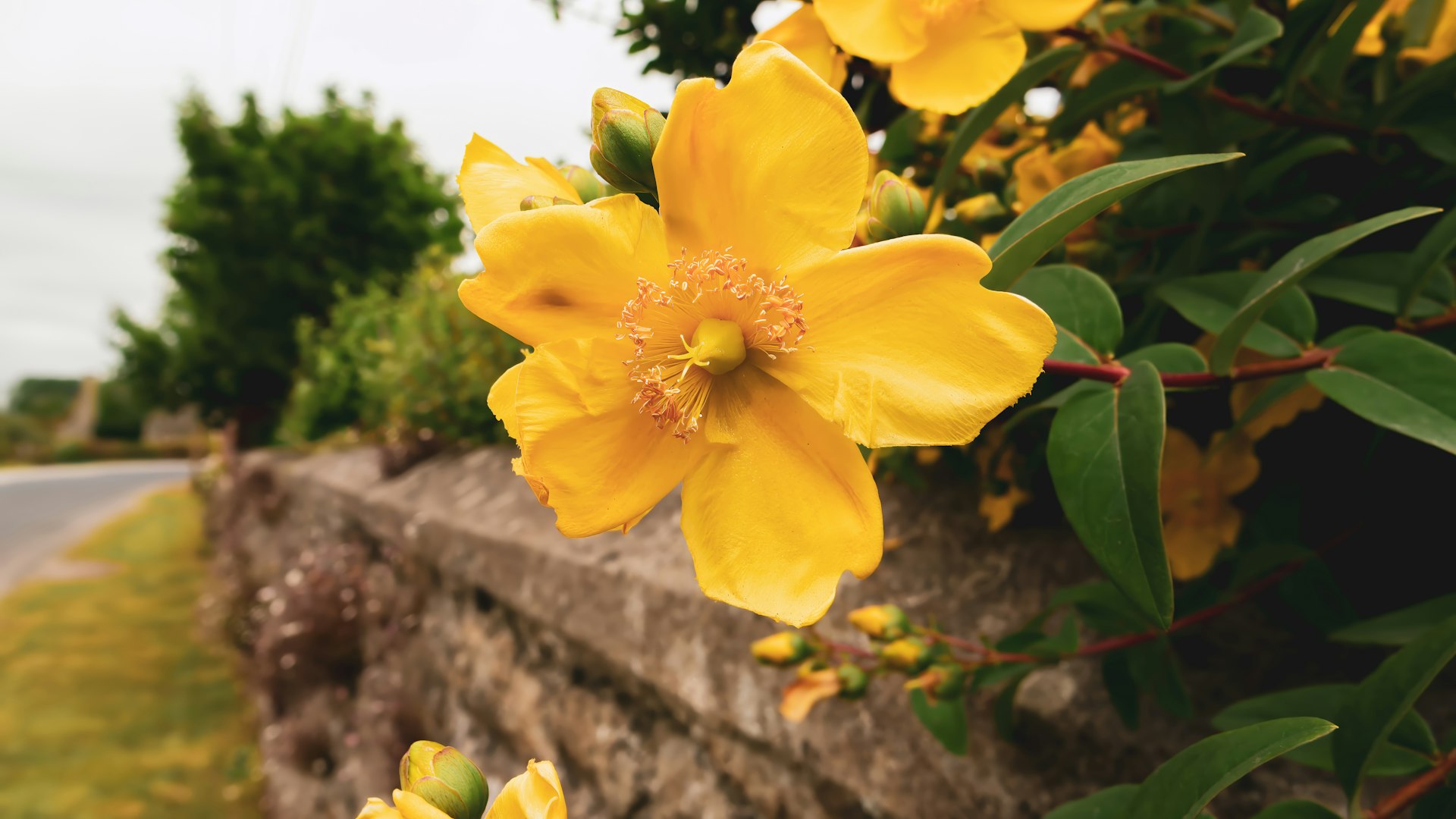 A bunch of yellow flowers growing on a stone wall