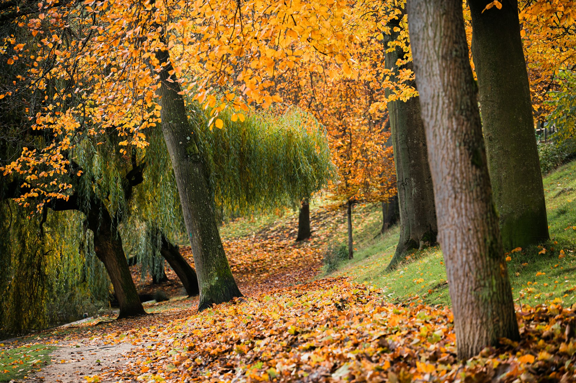 a path in a park lined with trees with yellow leaves