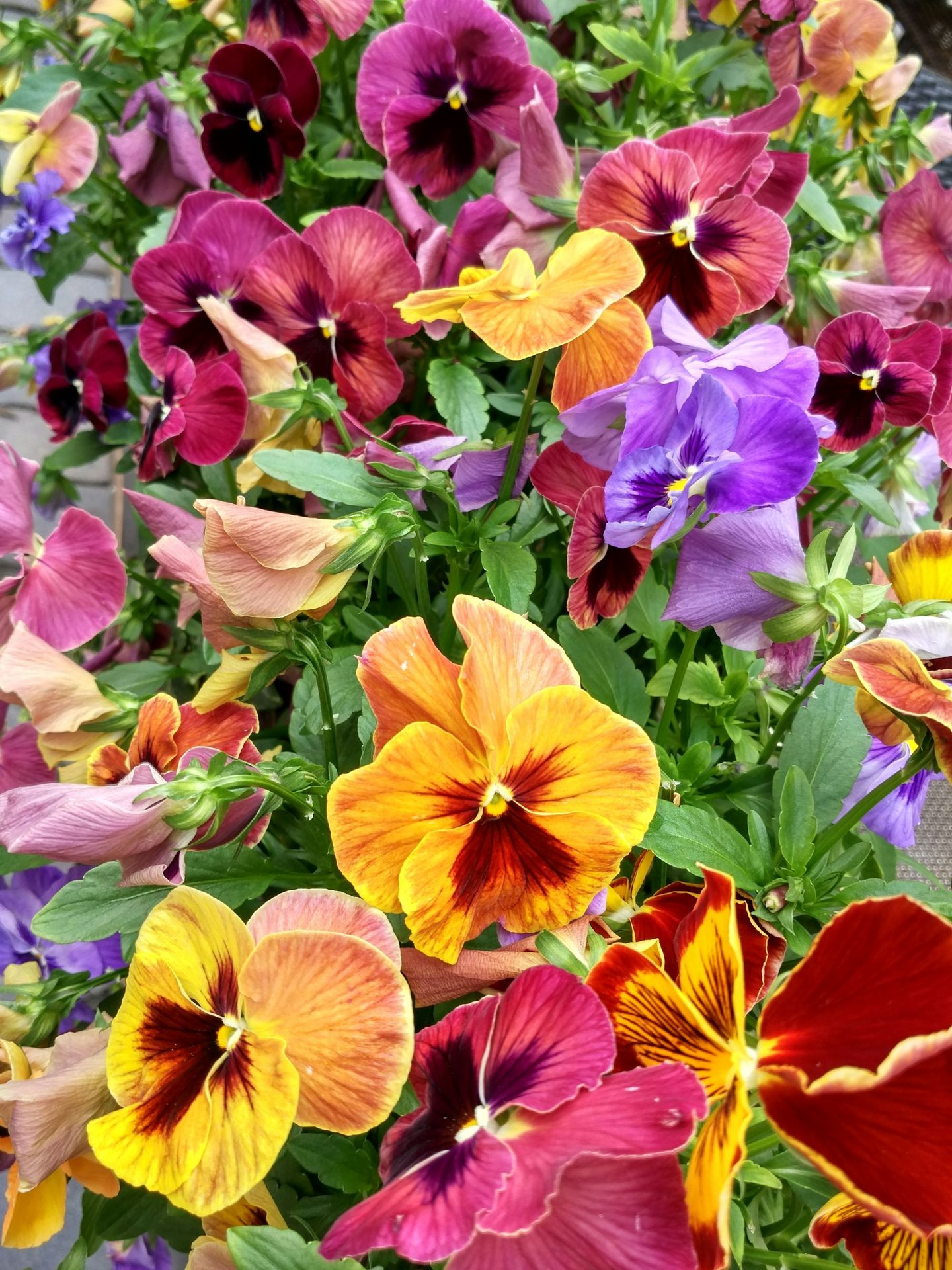 a group of colorful flowers