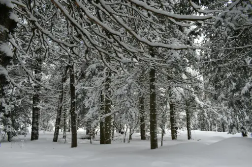 a snow covered forest filled with lots of trees