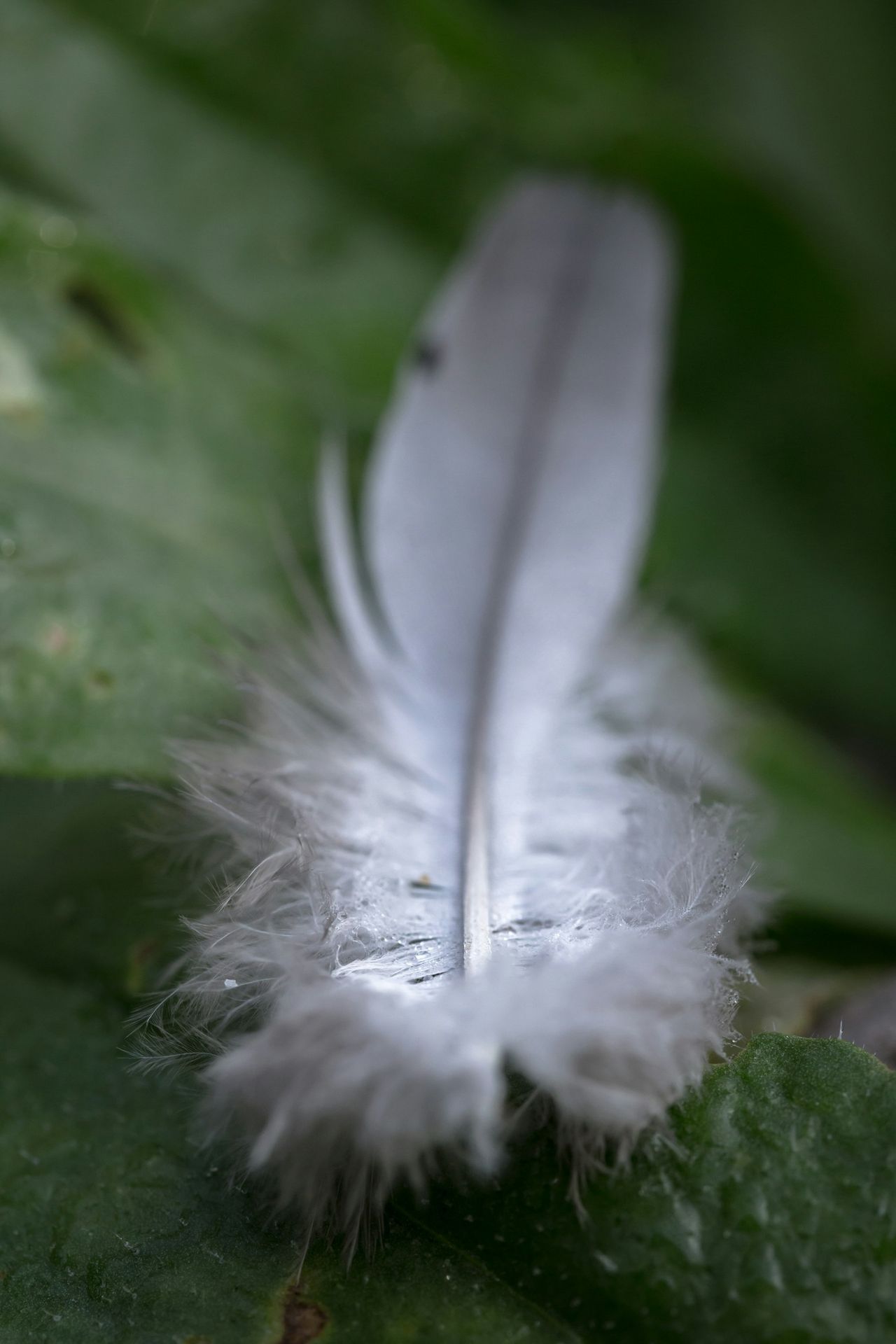 a white feather resting on a green leaf