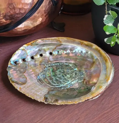 Coquille d'Abalone